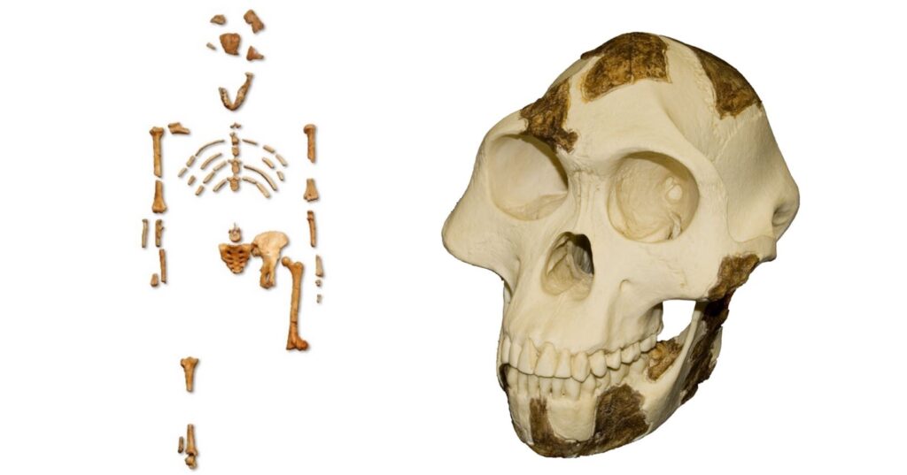 Lucy Bones with the head still intact and white background